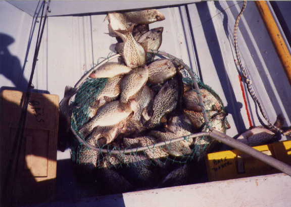 Net full of crappie from Lake Novillo, Mexico